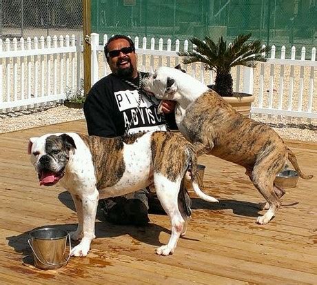 Anthony Allen, a dog owner featured in an episode of Animal Planet's <b>Pit Bulls</b> <b>and Parolees</b>, died on June 28, 2015. . What happened to armando from pitbulls and parolees